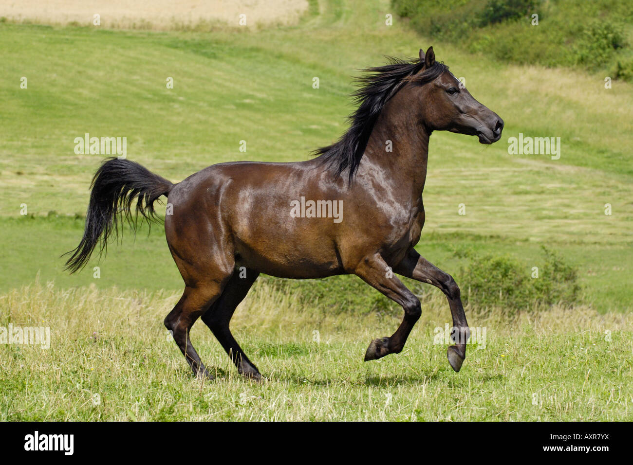Cavallo Arabo al galoppo nel paddock Foto Stock