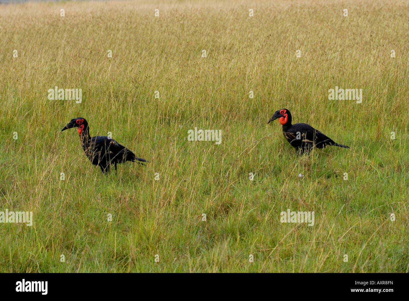 Massa HORNBILL BUCORVUS LEADBEATERI Foto Stock