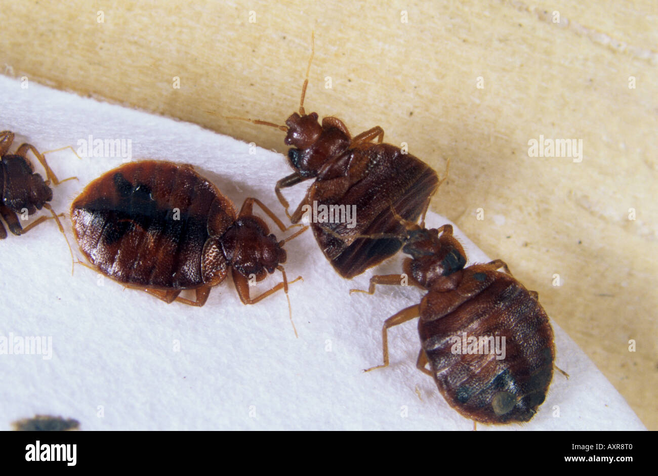 Bed bug Lepinotus reticulatus adulti Foto Stock