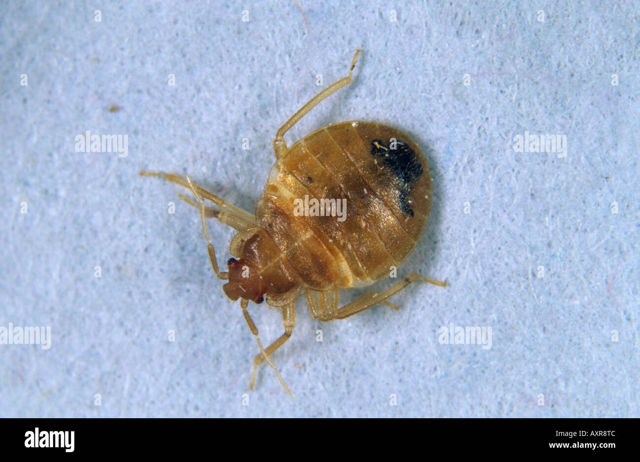 Bed bug Lepinotus reticulatus ninfa Foto Stock