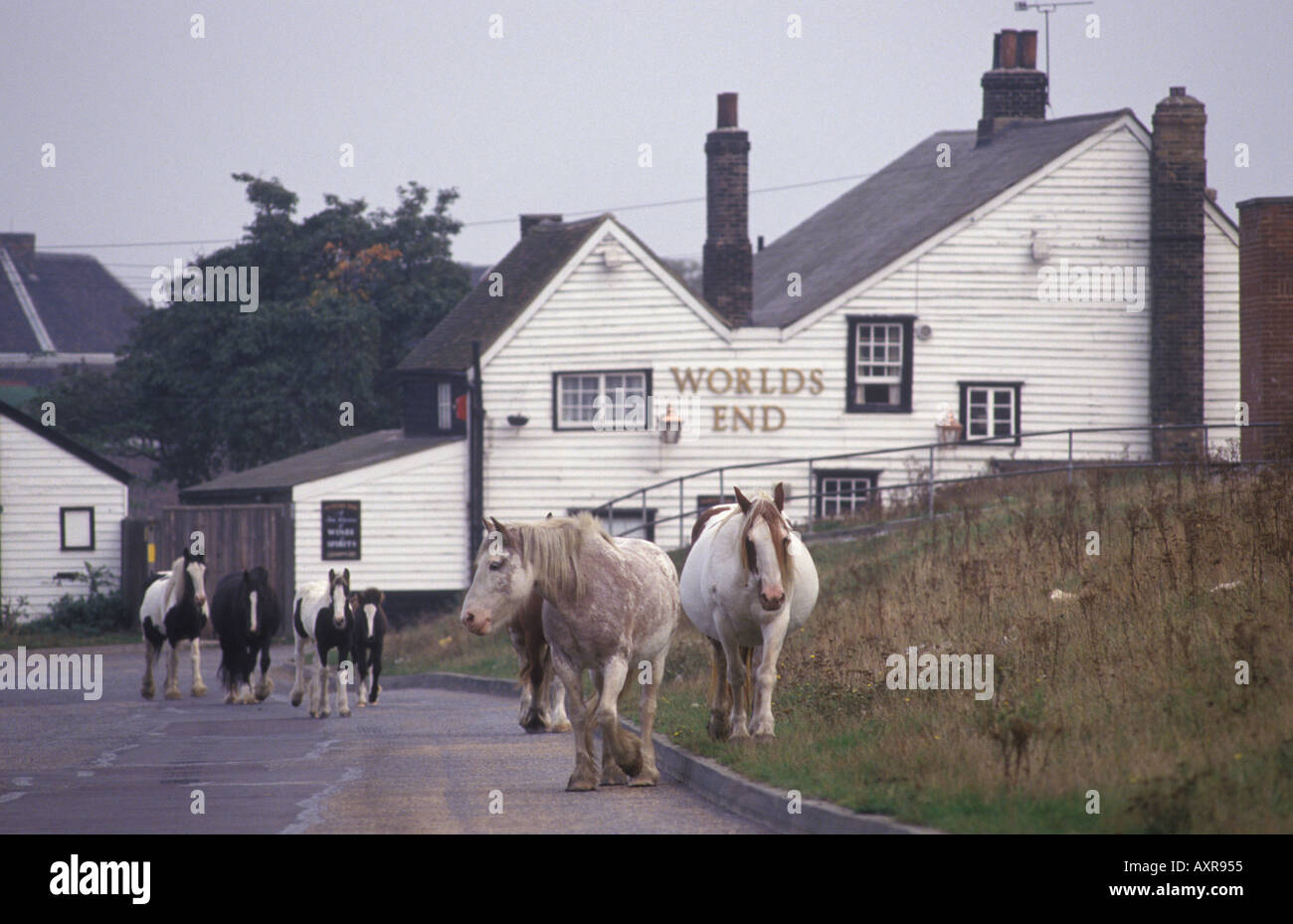 Cavalli che pascolano sul Common Land Tilbury Essex Thames Estuary Worlds End pub. 1991 1990 UK HOMER SYKES Foto Stock