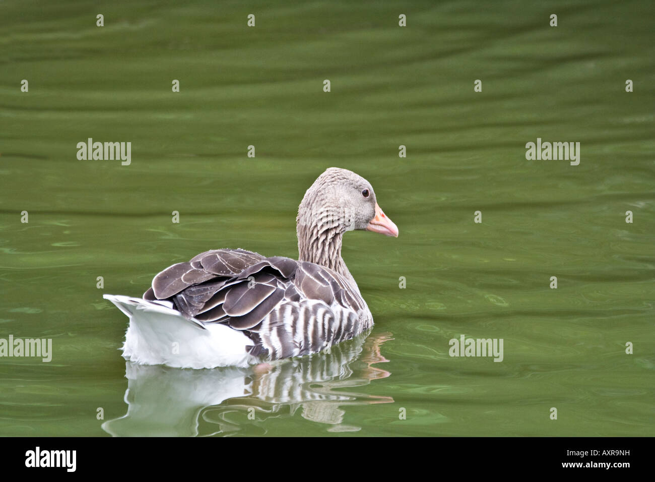 Oca Graylag - Anser anser Foto Stock