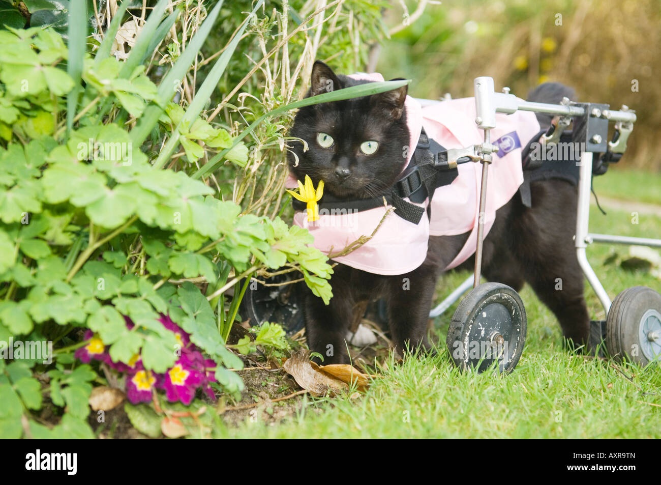 Gatto con ferisce spinale in atto sedia a rotelle Foto stock - Alamy