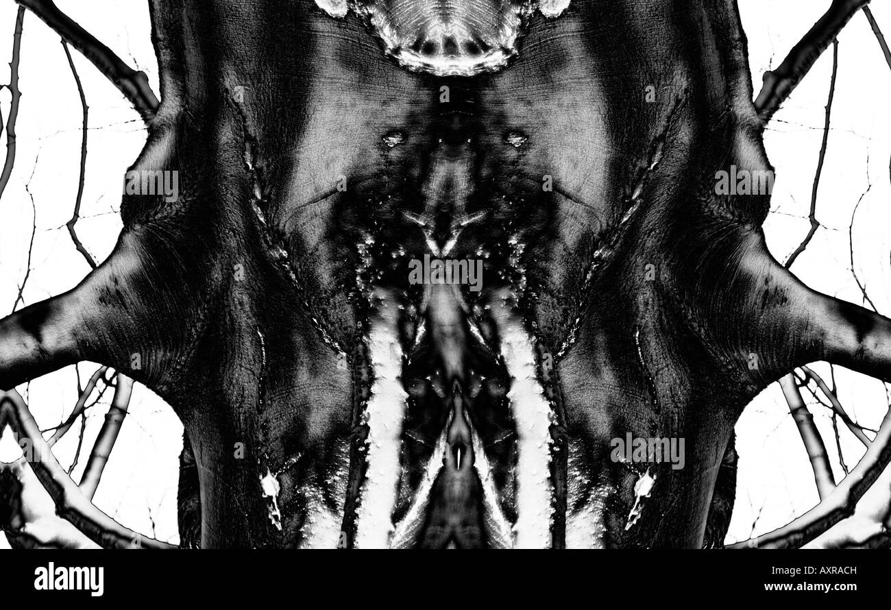 Simmetria speculare tronco di albero scary bugaboo bogey astrazione bianco nero immaginazione distorta Foto Stock
