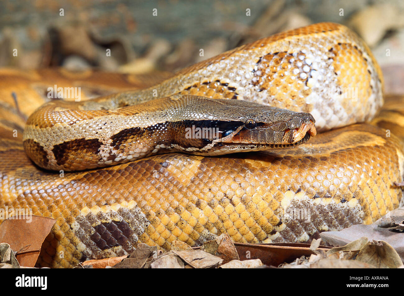 Pitone di anima Foto Stock