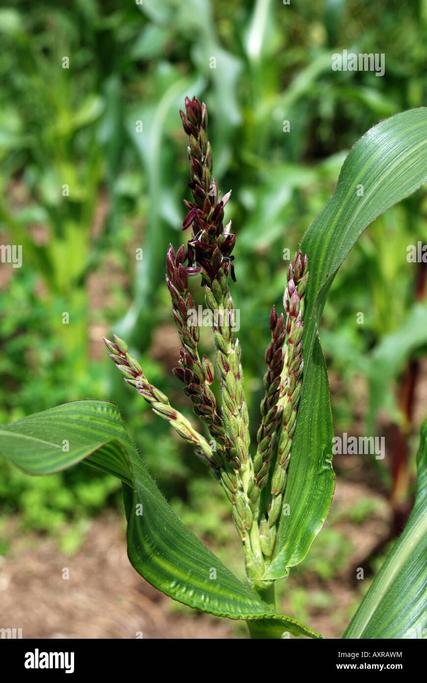 pianta di cereale Foto Stock