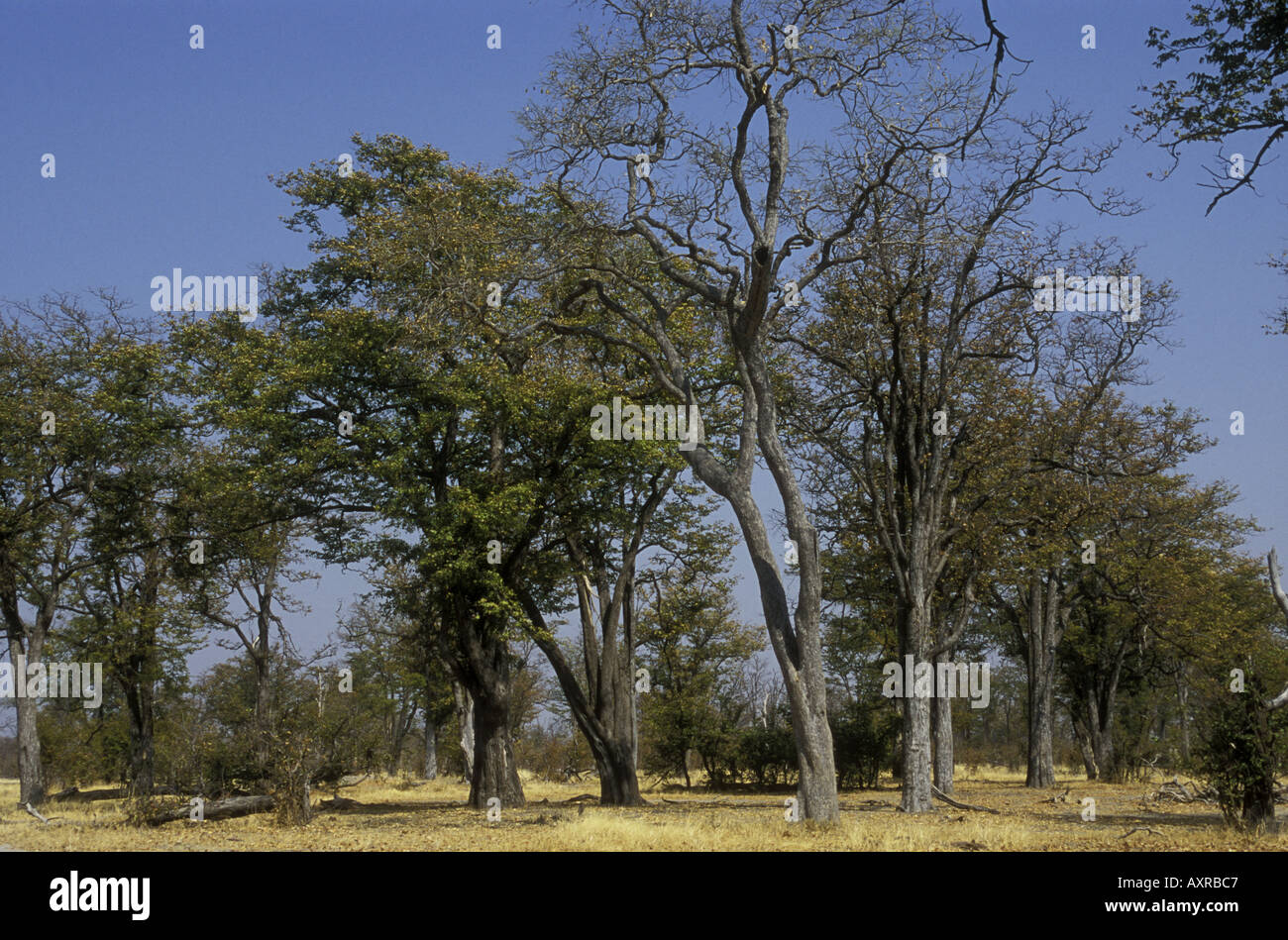Gli alberi di mopane Colophospermum mopane nell'Okavango Delta Botswana Sud Africa Foto Stock