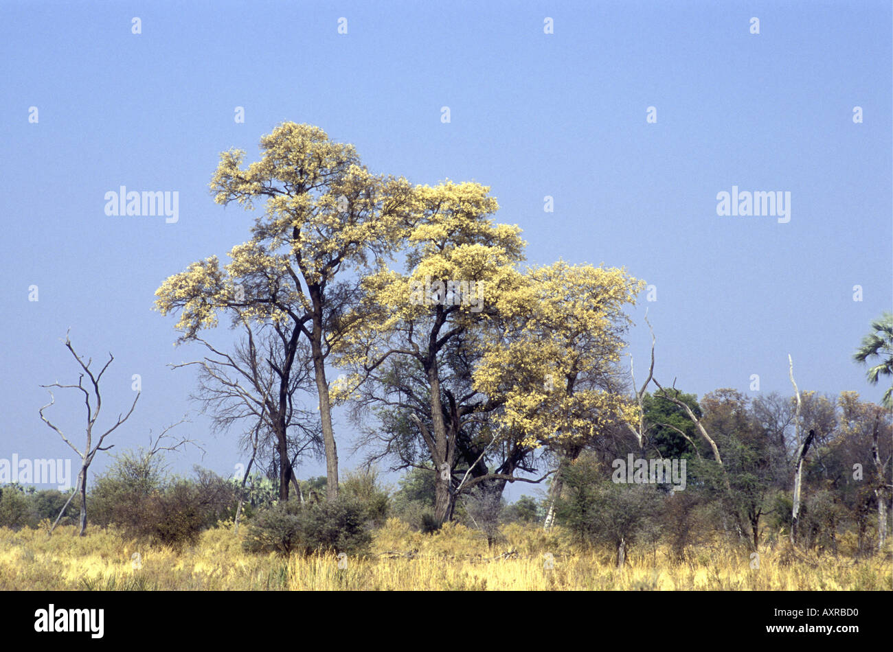 Knobthorn acacia Acacia nigrescens o pioggia alberi in fiore in Okavango Delta Botswana Sud Africa Foto Stock