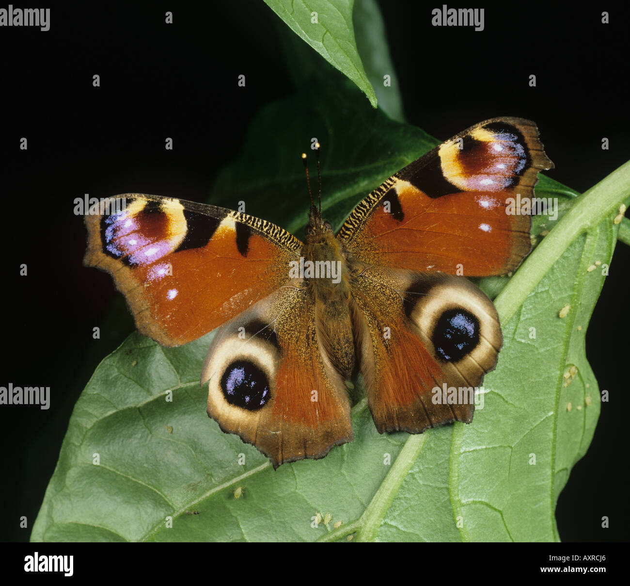Farfalla pavone (Aglais io) con ali proteso a riposo Foto Stock