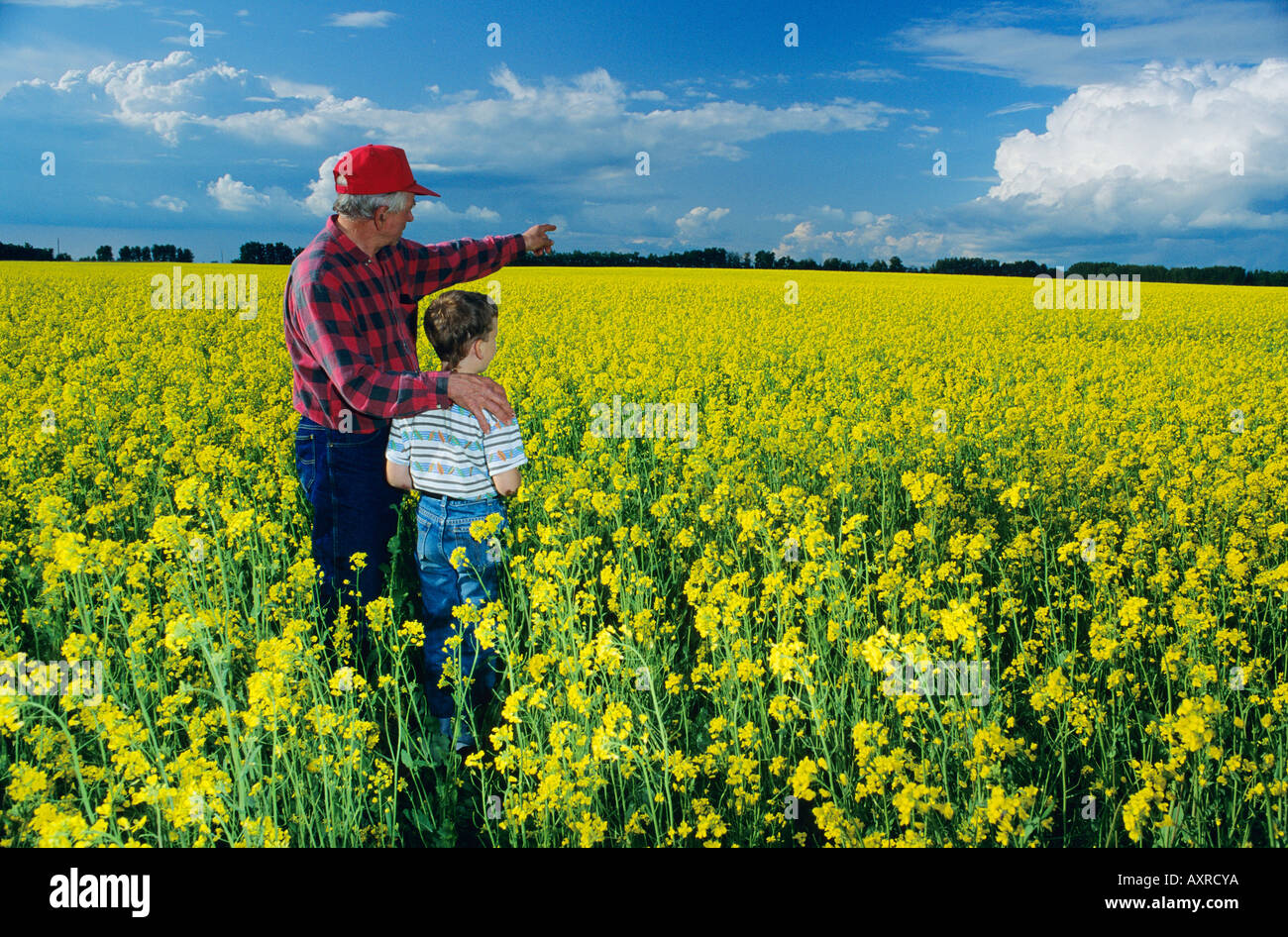 Agricoltore in un campo di canola, Alberta, Canada Foto Stock