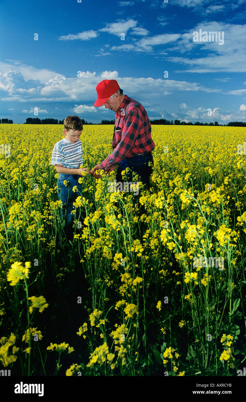 Agricoltore in un campo di canola, Alberta, Canada Foto Stock