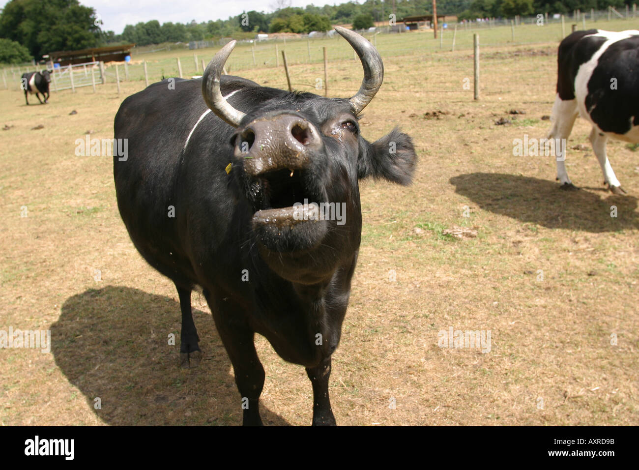 Shetland bull mooing Foto Stock