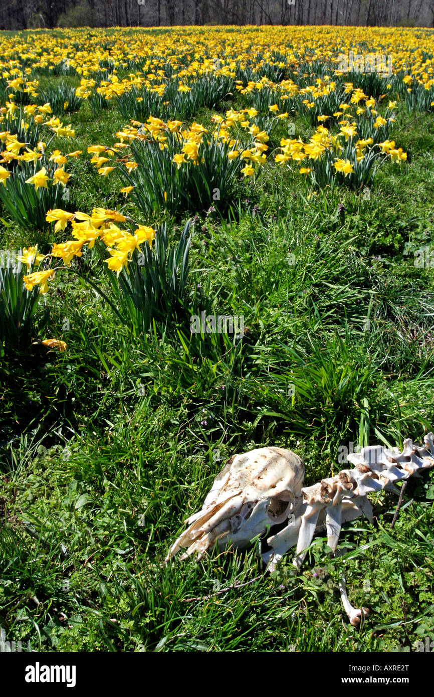Campo di narcisi in North Georgia montagne con un scheletro di animale Foto Stock
