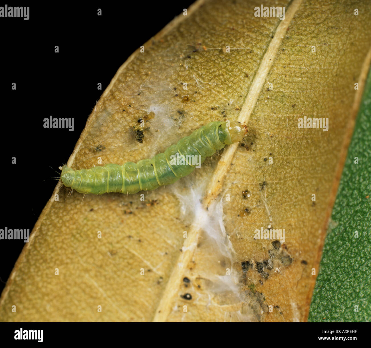 Marrone chiaro apple moth Epiphyas postvittata caterpillar danni sulla foglia di eucalipto Foto Stock