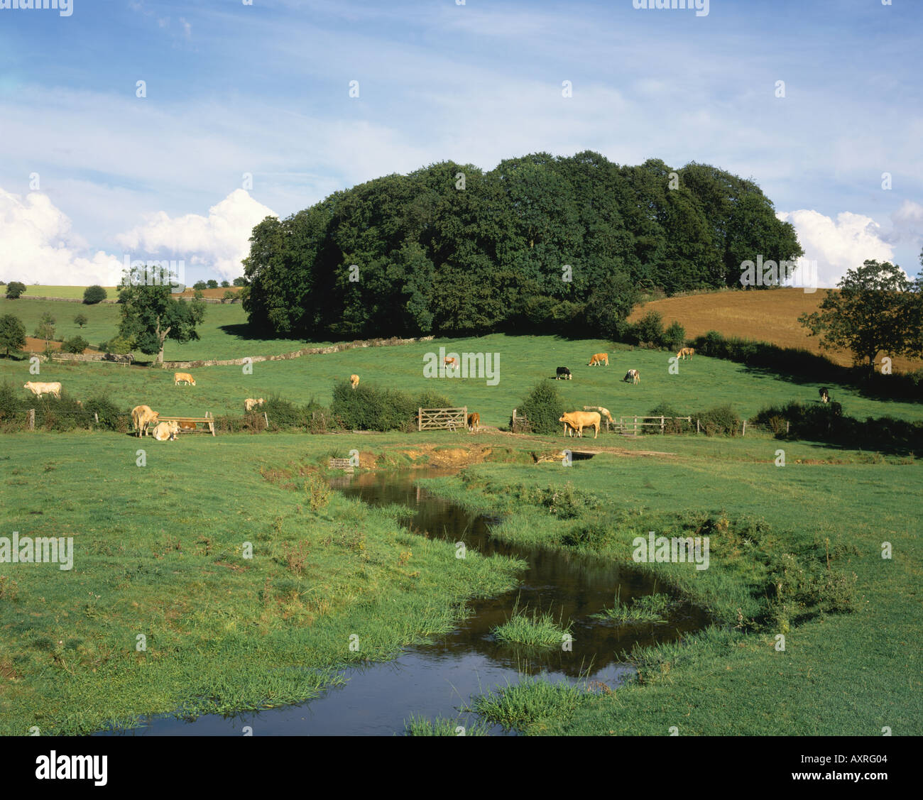 Una giornata d'estate in Cotswolds accanto al fiume Churn vicino a North Cerney Foto Stock