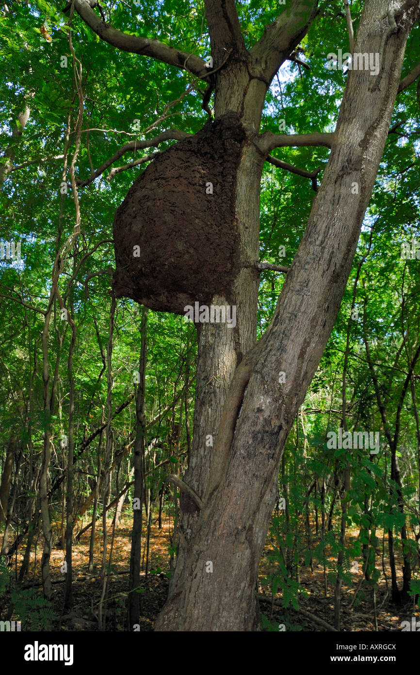Un massiccio termite nido su un albero in Las Cabezas de San Juan Nature Center in Fajardo Puerto Rico Foto Stock