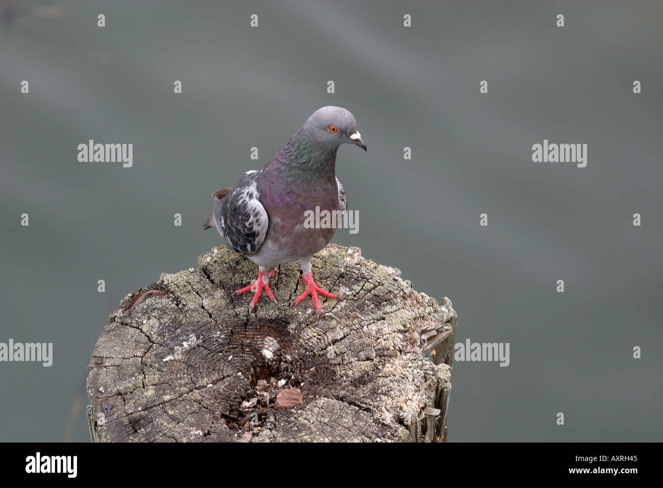 piccione Foto Stock
