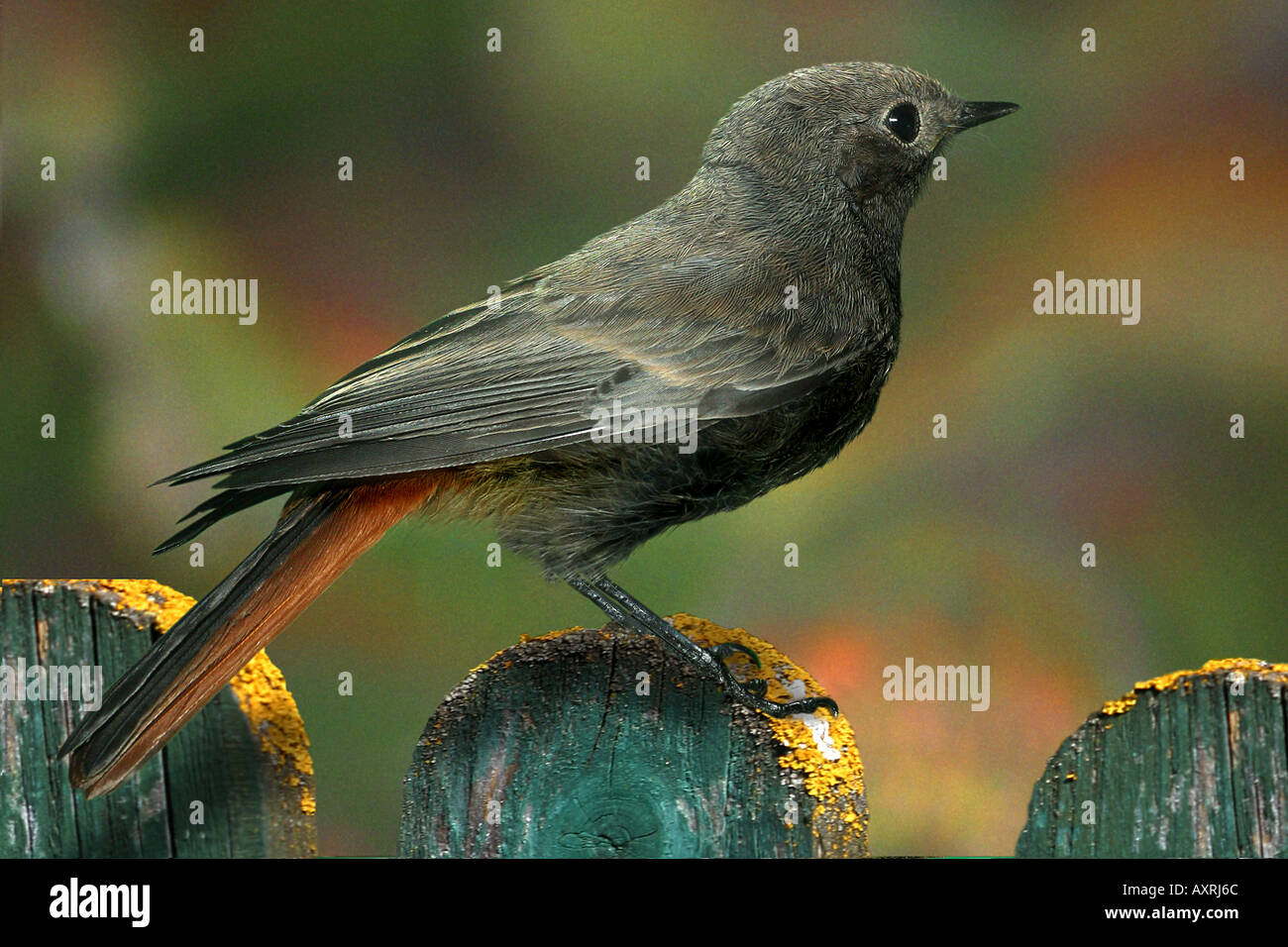 Codirosso spazzacamino su giardino recinto Phoenicurus ochruros Foto Stock