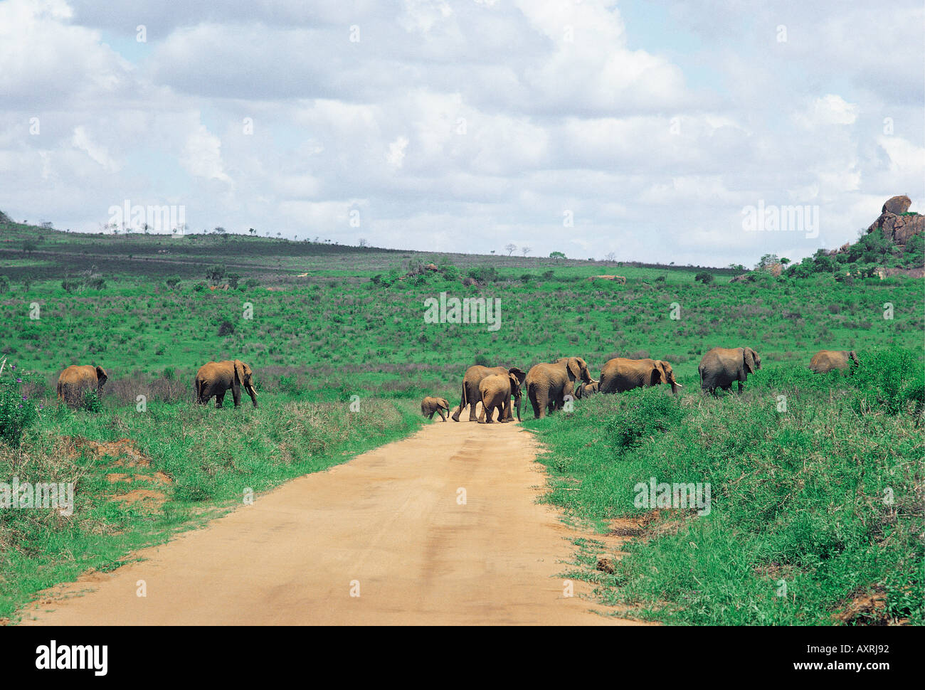 Gli elefanti attraversando un veicolo via vicino Ngulia colline in Tsavo ovest del Parco Nazionale del Kenya Africa orientale Foto Stock