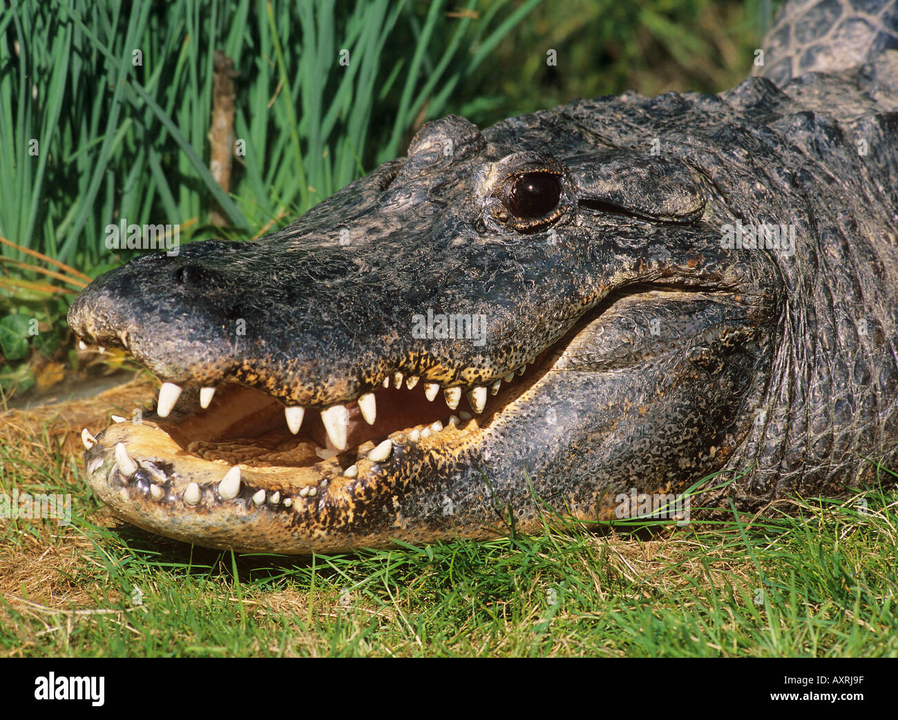 Coccodrillo mugger, rapinatore, coccodrillo palustre, coccodrillo snodato (Crocodylus palustris) adagiato sul bordo dell'acqua, ritratto Foto Stock