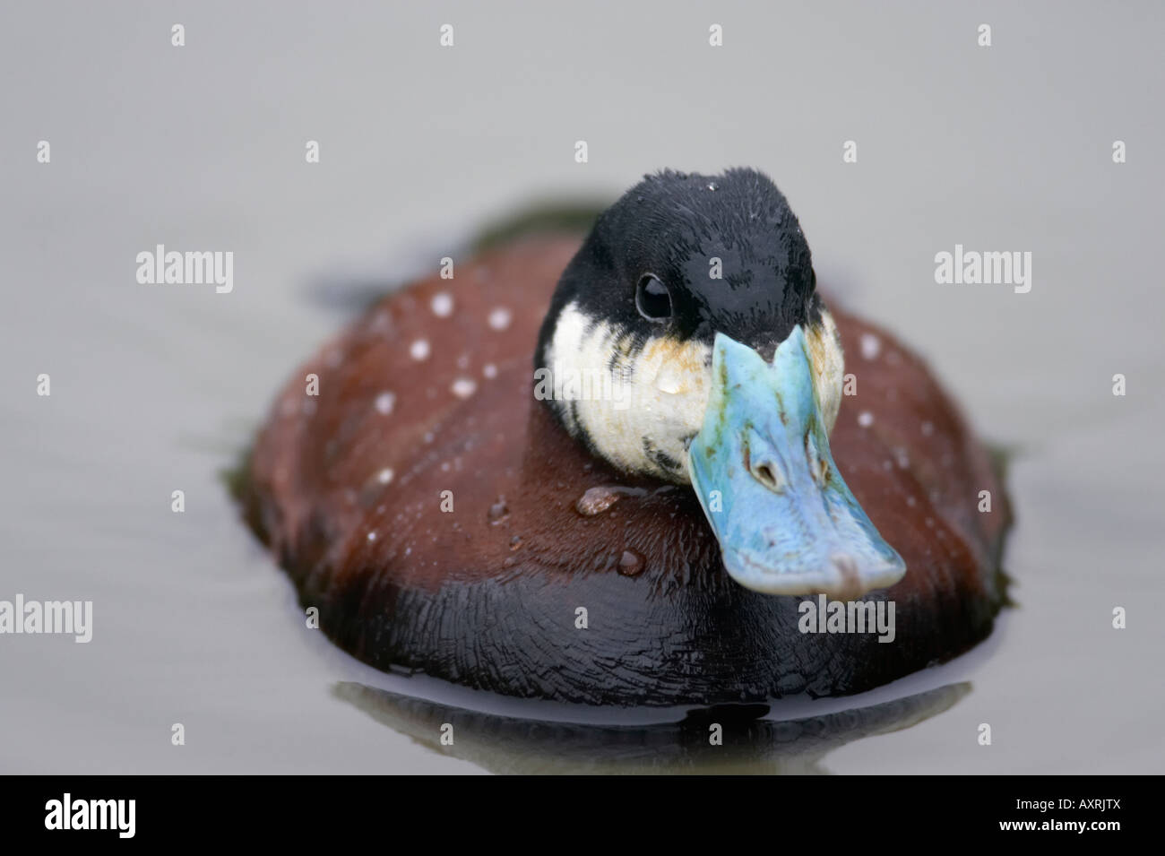 Ruddy duck Oxyura jamaicensis nuoto maschio Foto Stock