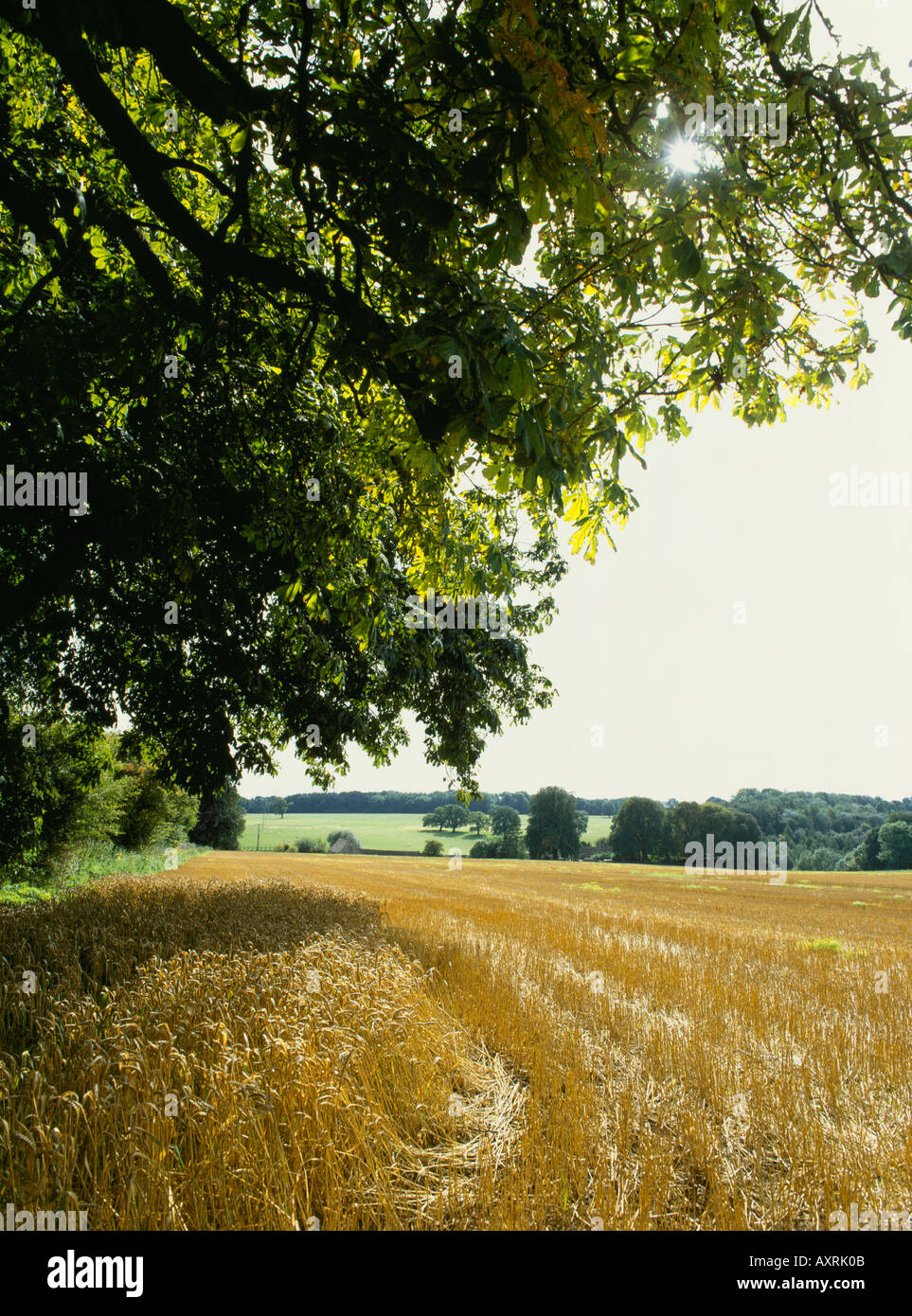 Un campo di grano in Cotswolds alla fine del tempo del raccolto nei pressi del villaggio di Woodmancote Foto Stock