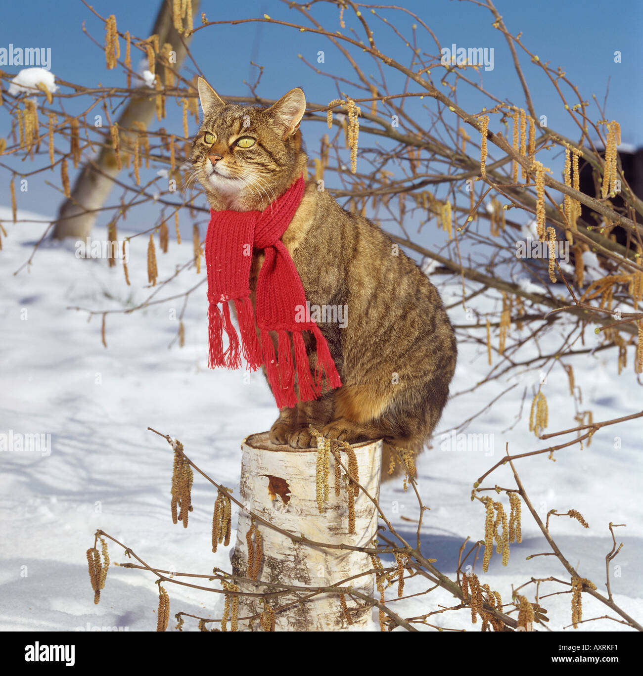 Tabby gatto domestico con sciarpa in snow Foto Stock