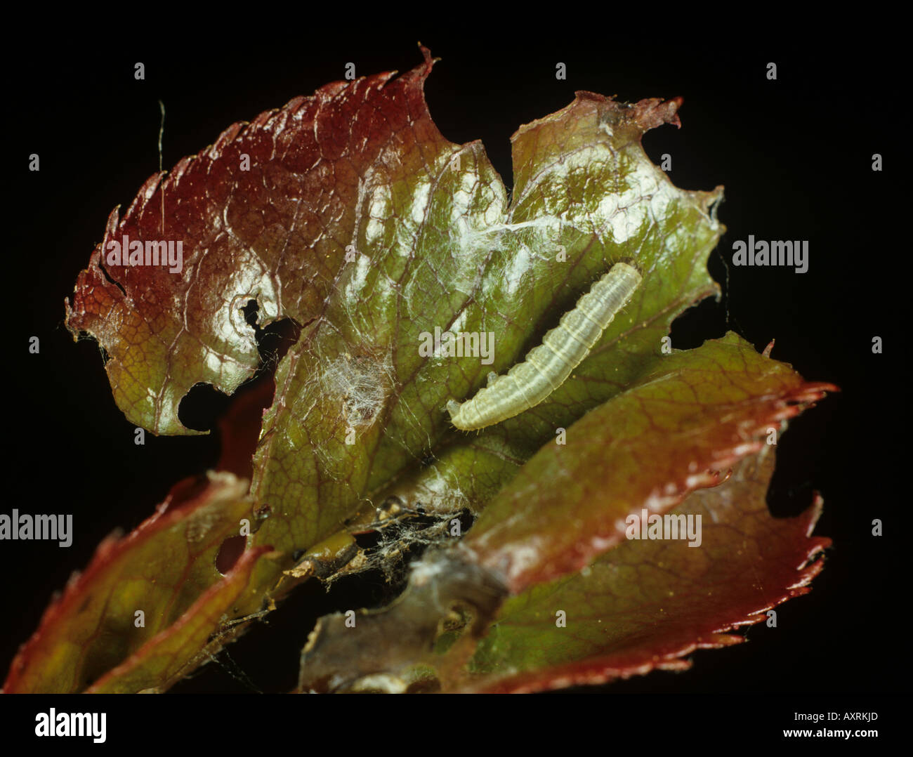 Inverno falena Operophtera brumata e danni alle giovani foglie di rose Foto Stock