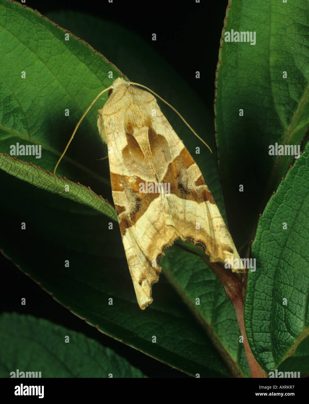 Sfumature di angolo Phlogophora meticulosa moth Foto Stock