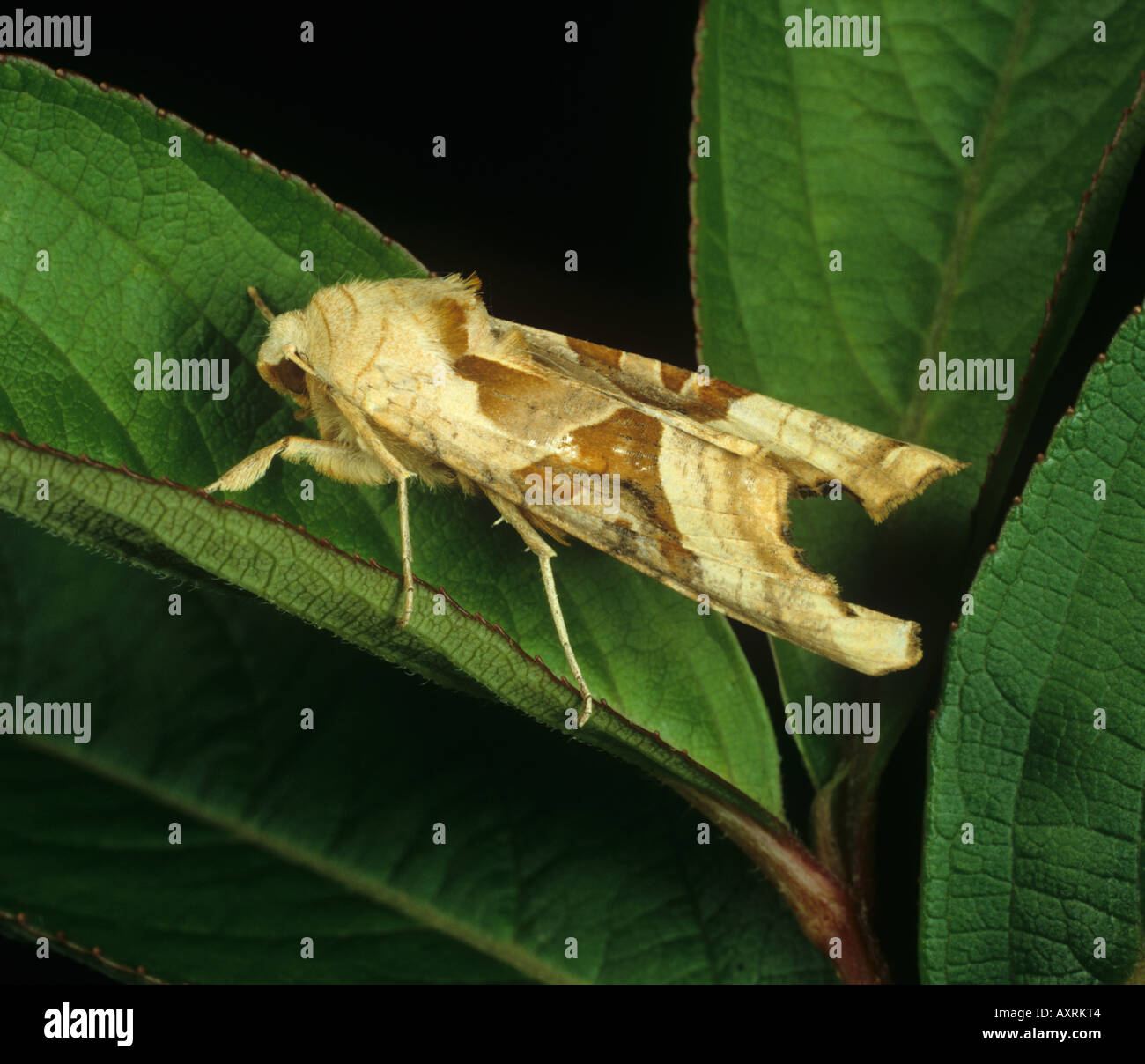Sfumature di angolo Phlogophora meticulosa moth Foto Stock
