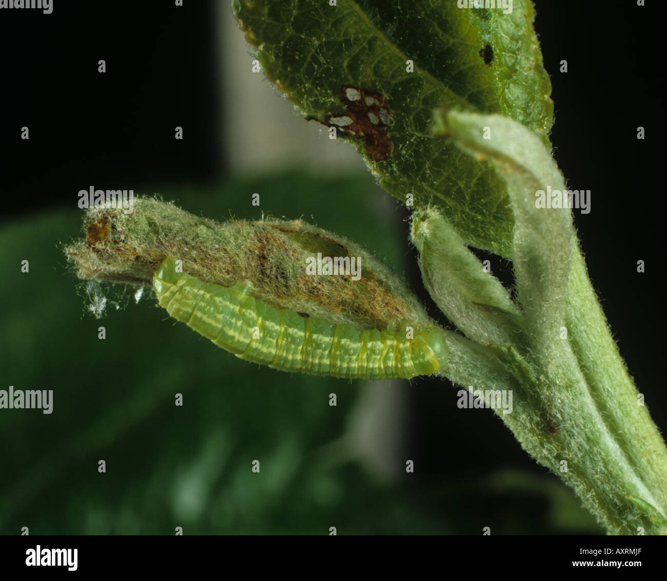 Inverno falena Operophtera brumata caterpillar e danneggiato i giovani foglie di Apple Foto Stock