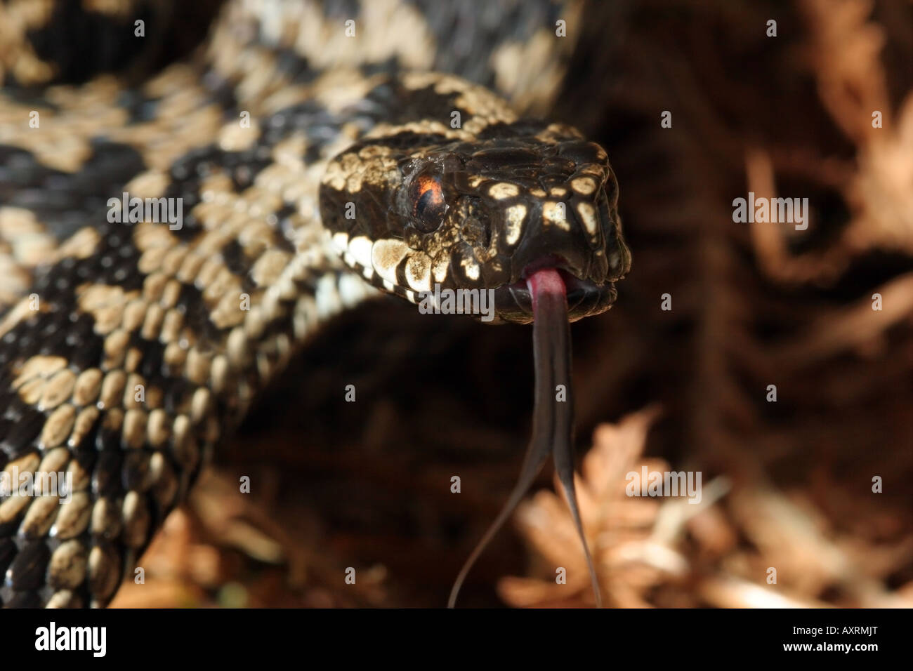 Chiusura del sommatore maschio Vipera berus con colpetti linguetta Foto Stock