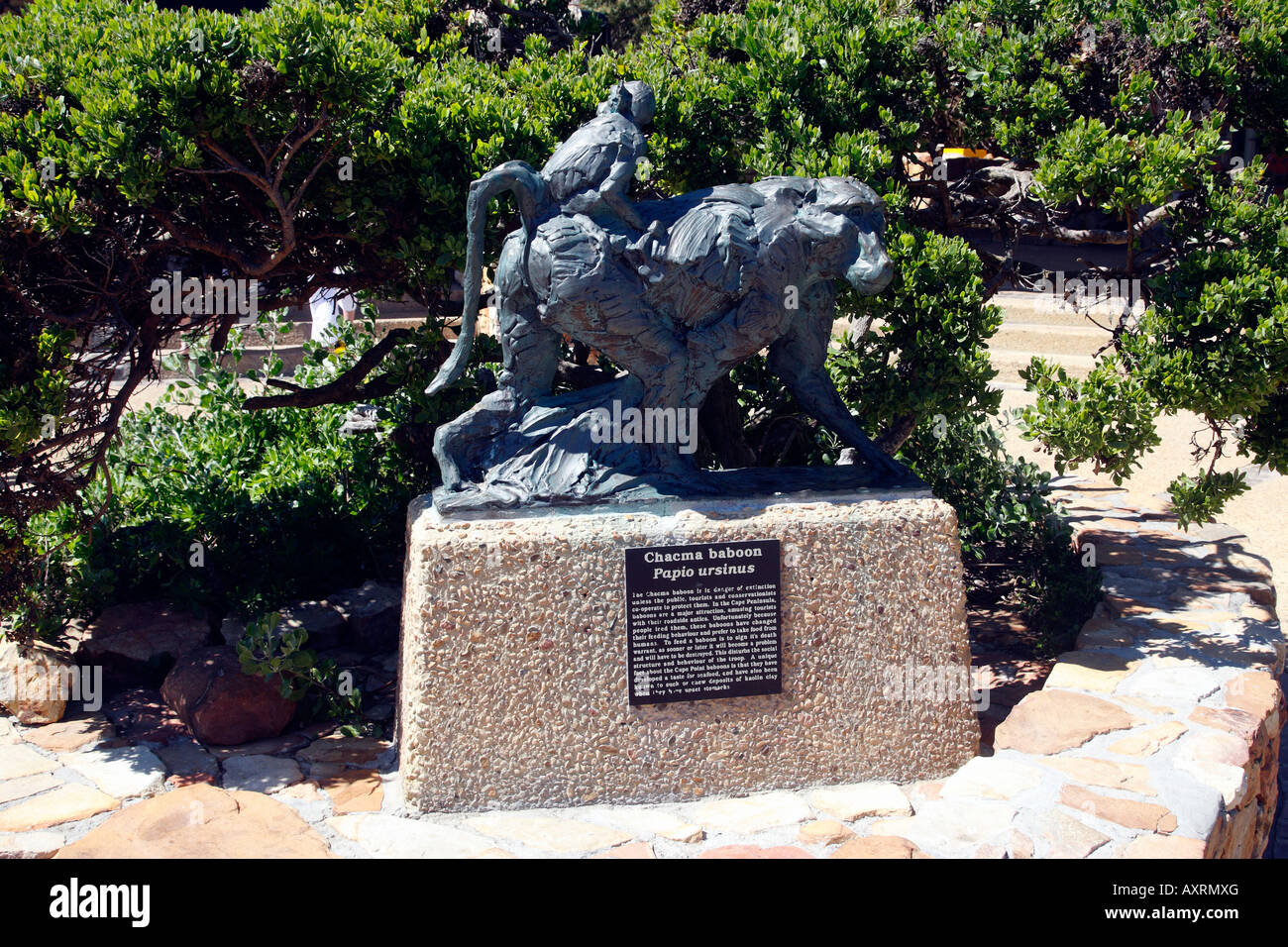 La scultura di un babbuino chacma cape point parte del parco nazionale di Table Mountain cape town Western Cape Province sud africa Foto Stock