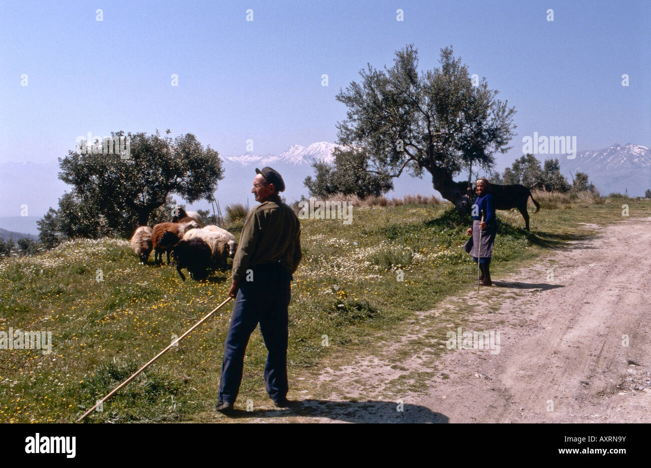 I pastori nelle colline vicino a Sparta con il Taigetos montagne sullo sfondo sud del Peloponneso Grecia Foto Stock