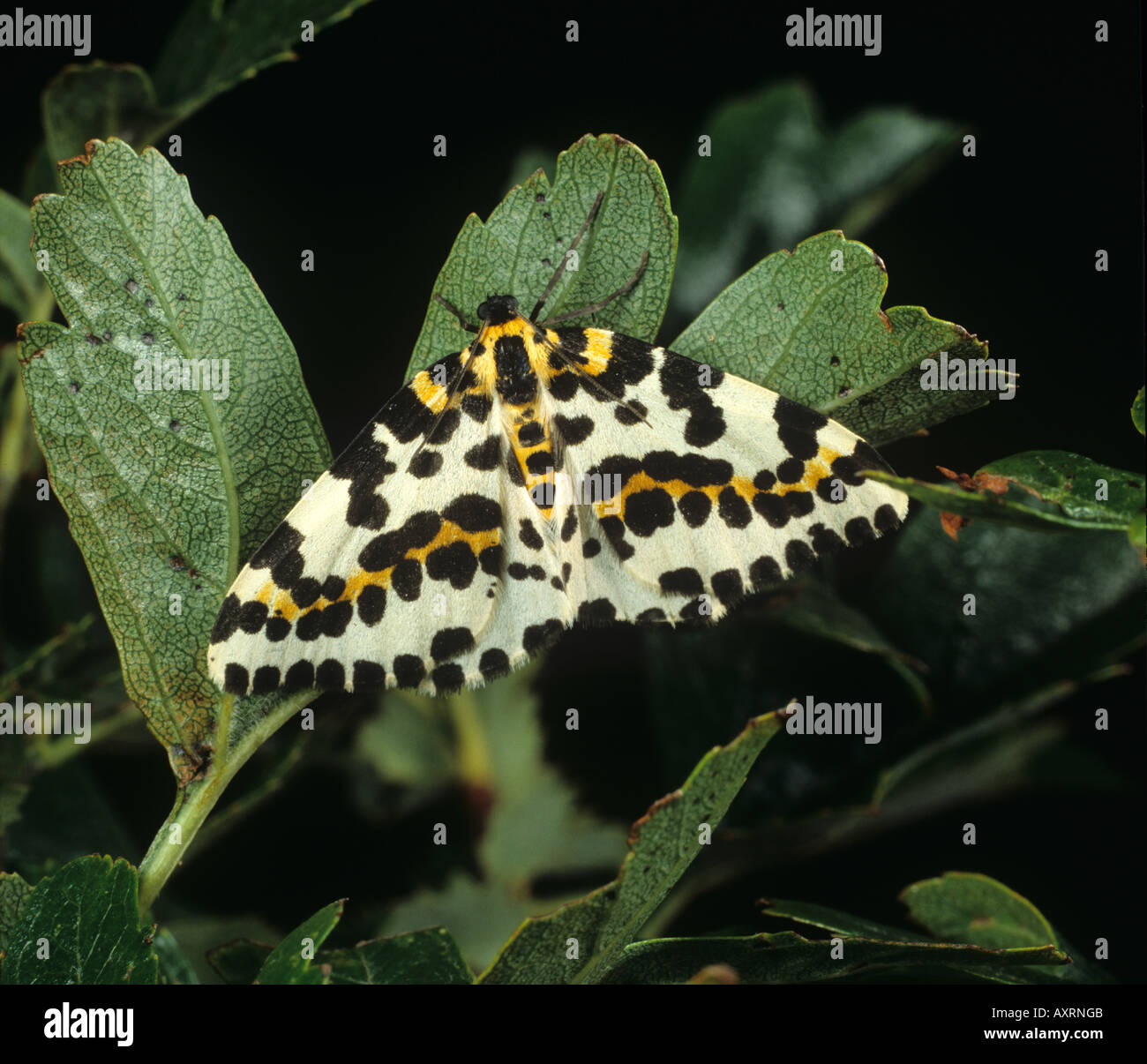 Gazza moth Abraxas grossulariata su una foglia Foto Stock