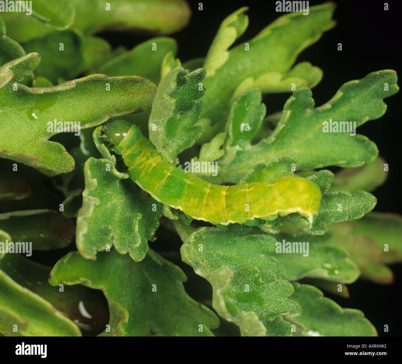 Sfumature di angolo Phlogophora meticulosa caterpillar su una pianta di crisantemo Foto Stock
