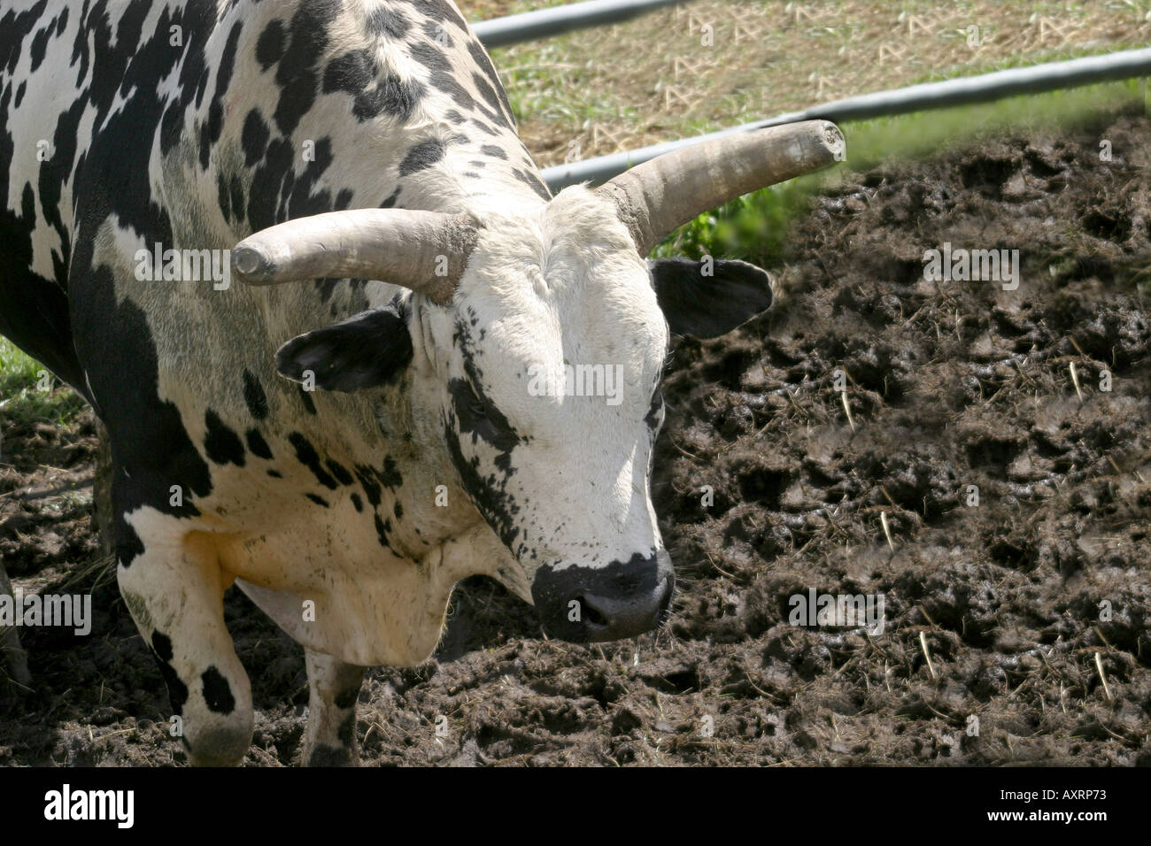 Rodeo, Alberta, Canada, il toro in uno scivolo in attesa del ciclista. Foto Stock