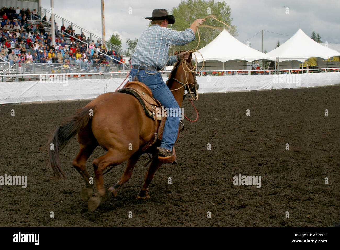 Rodeo, Alberta, Canada, Calf roping, Foto Stock