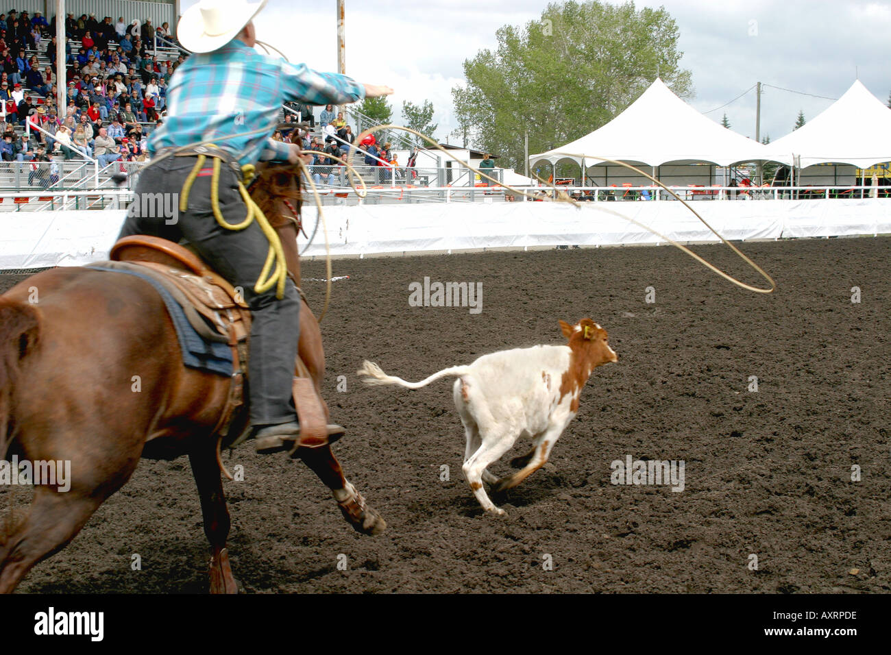 Rodeo, Alberta, Canada, Calf roping, Foto Stock
