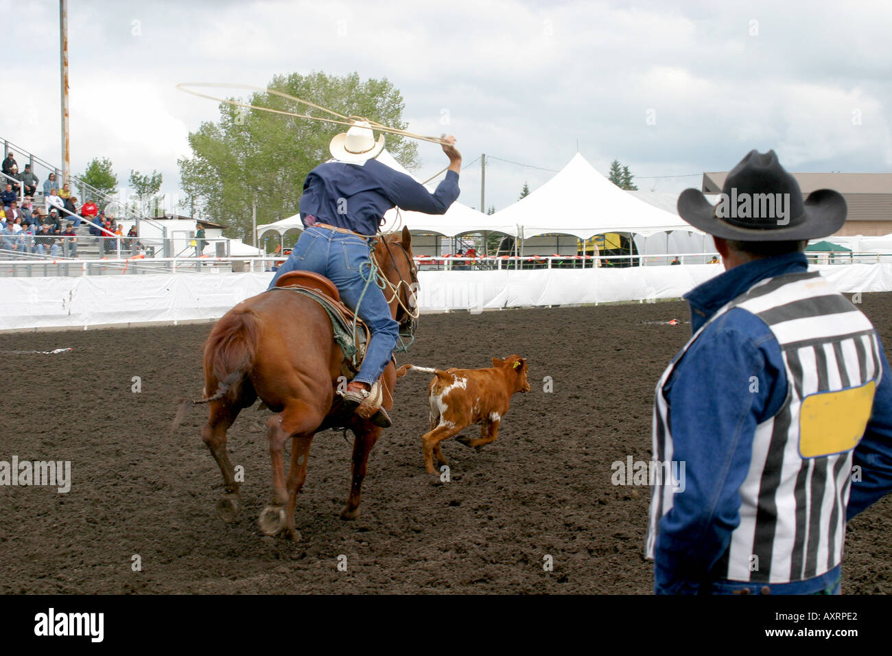 Rodeo, Alberta, Canada, Calf roping, Foto Stock