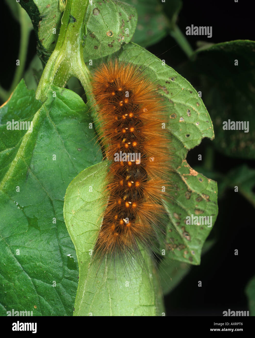 La Palude Salata caterpillar Estigmene acrea su foglie di patate Foto Stock