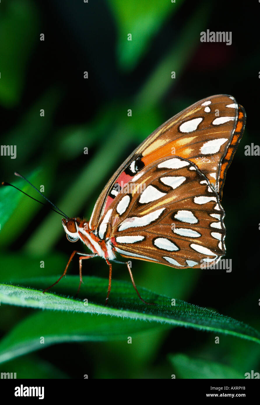 Gulf fritillary farfalla su una foglia Foto Stock