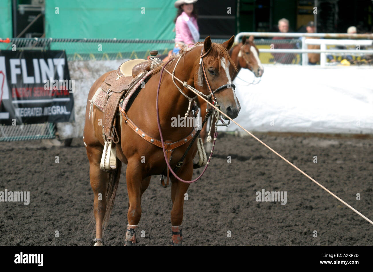 CALF ROPING; ben addestrati cavallo Foto Stock