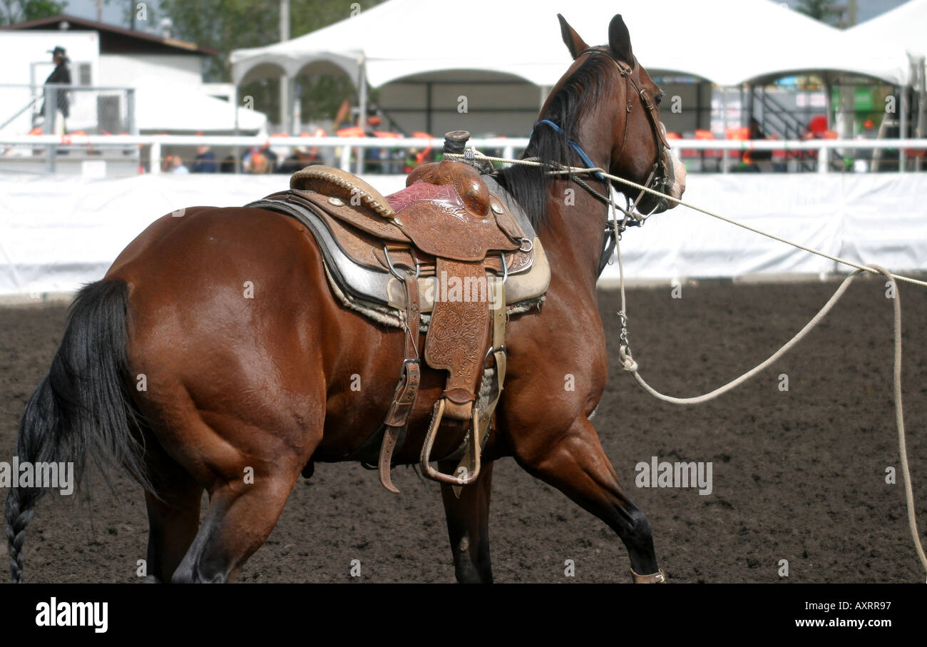 CALF ROPING; ben addestrati cavallo Foto Stock