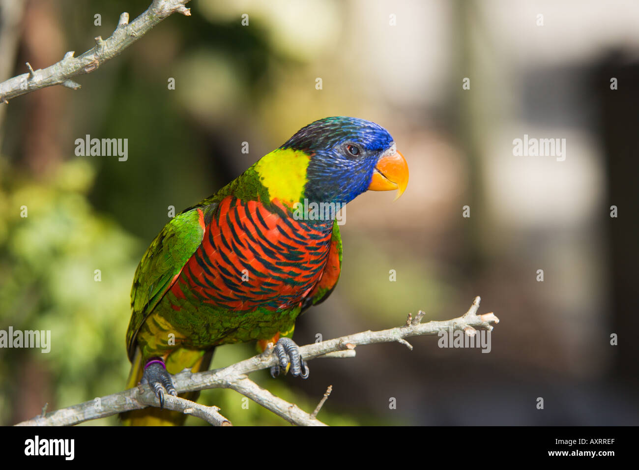 Lorikeet presso il Lowry Park Zoo Tampa FL USA Foto Stock