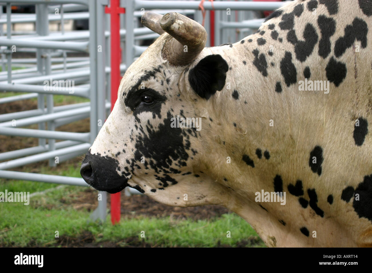 I tori il bull in uno scivolo in attesa del ciclista Foto Stock