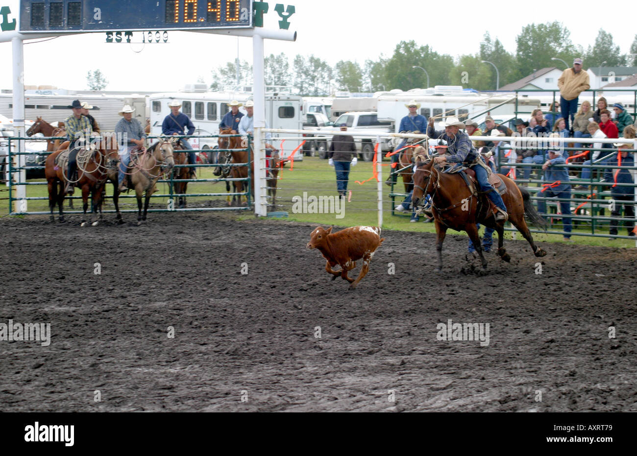 VITELLO CHE ROPING Foto Stock