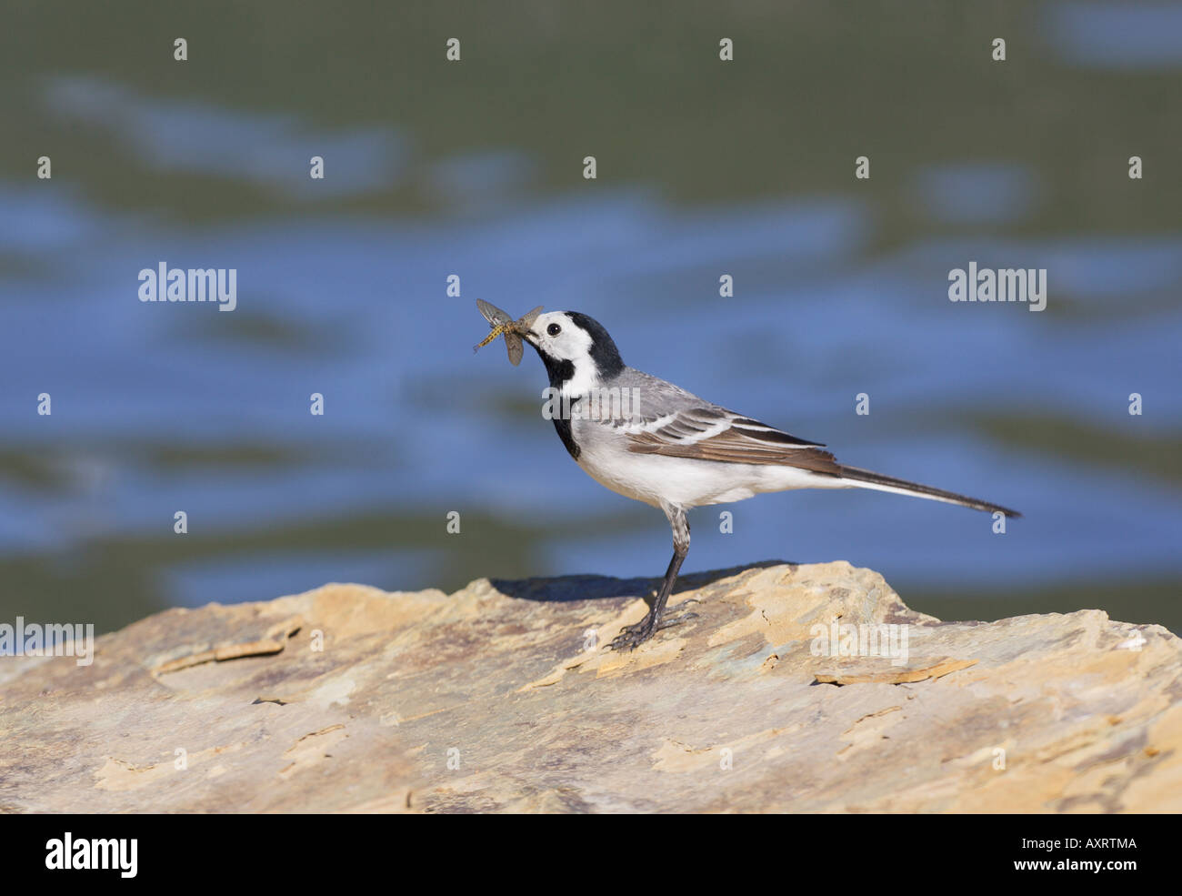 White Wagtail Motacilla alba alba con Mayfly preda Foto Stock