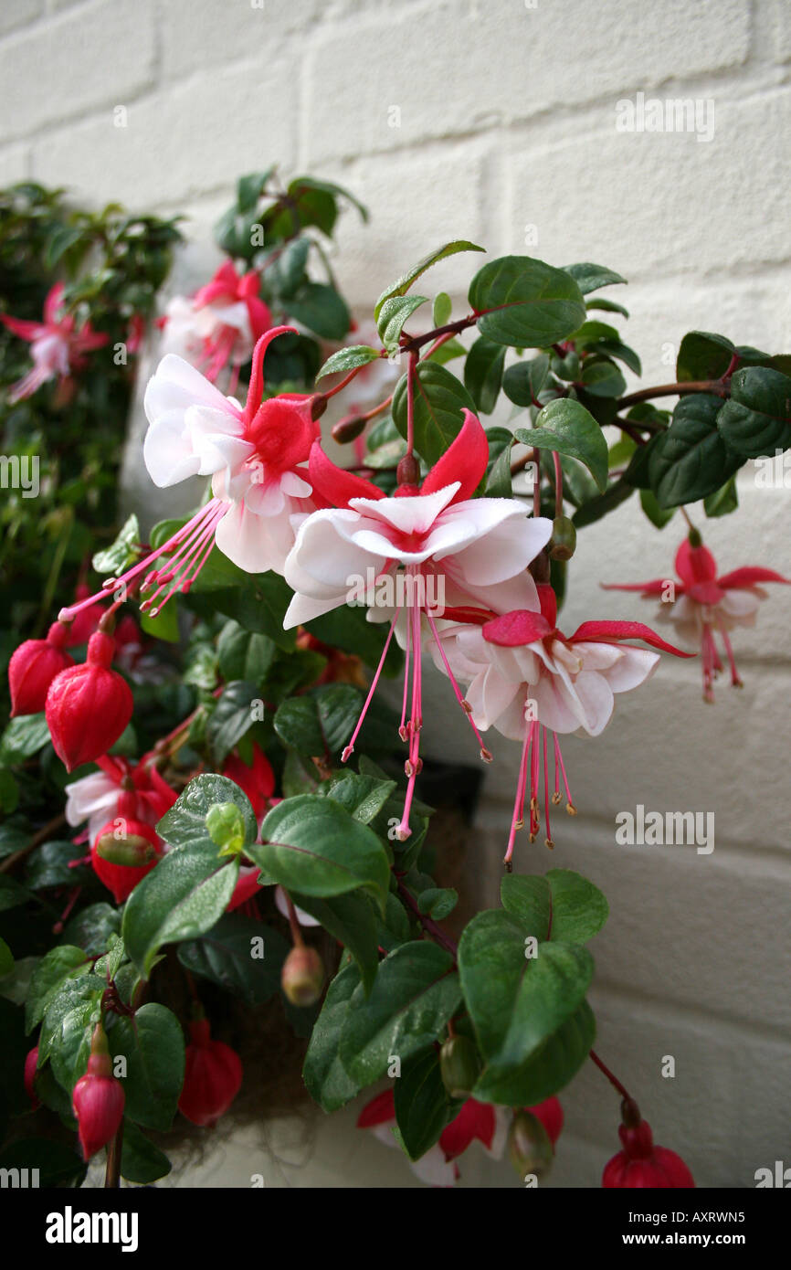 Orticoltura. FUCHSIA SWINGTIME. Foto Stock