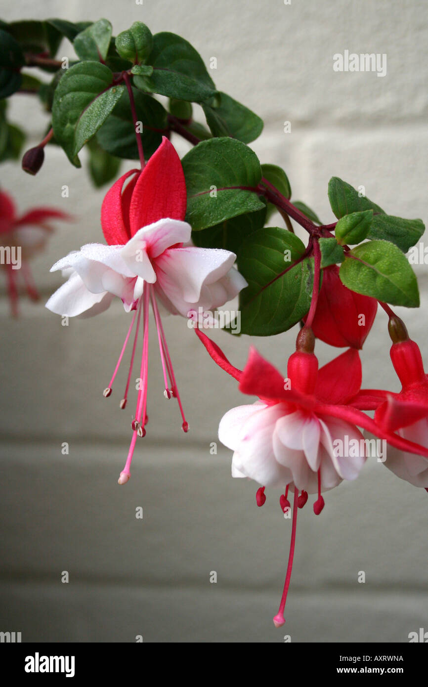 Orticoltura. Coda SWINGTIME fucsia. Foto Stock